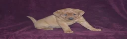 Labrador Retriever dogs for sale: Labrador Retriever Puppy 6 - Ad 2