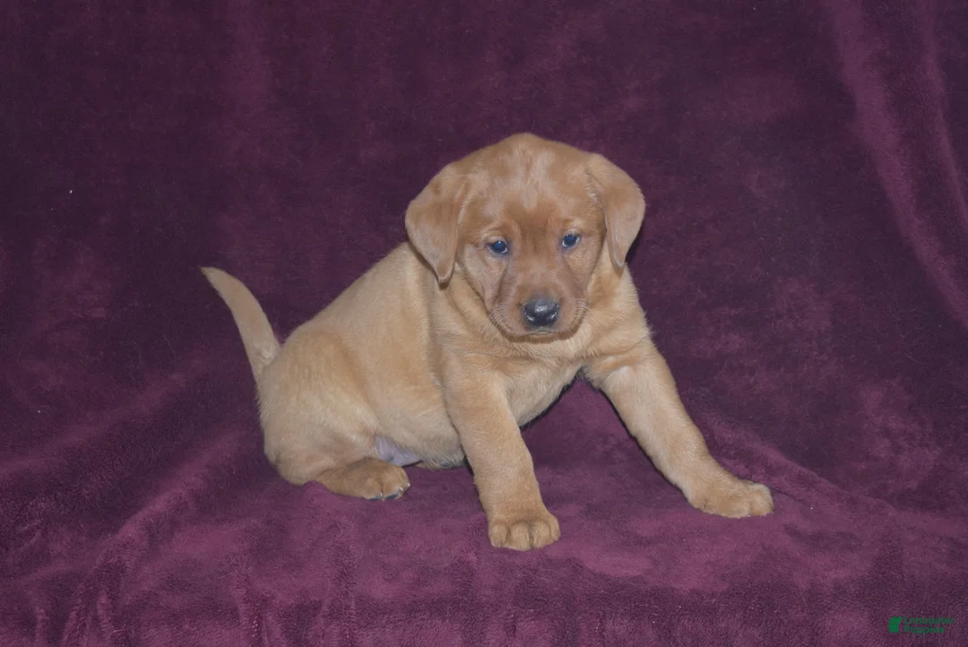 Labrador Retriever dogs for sale: Labrador Retriever Puppy 6 - Ad 2