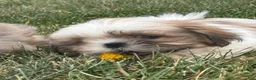 Shih Tzu dogs for sale: Shih Tzu 2 - Ad 3