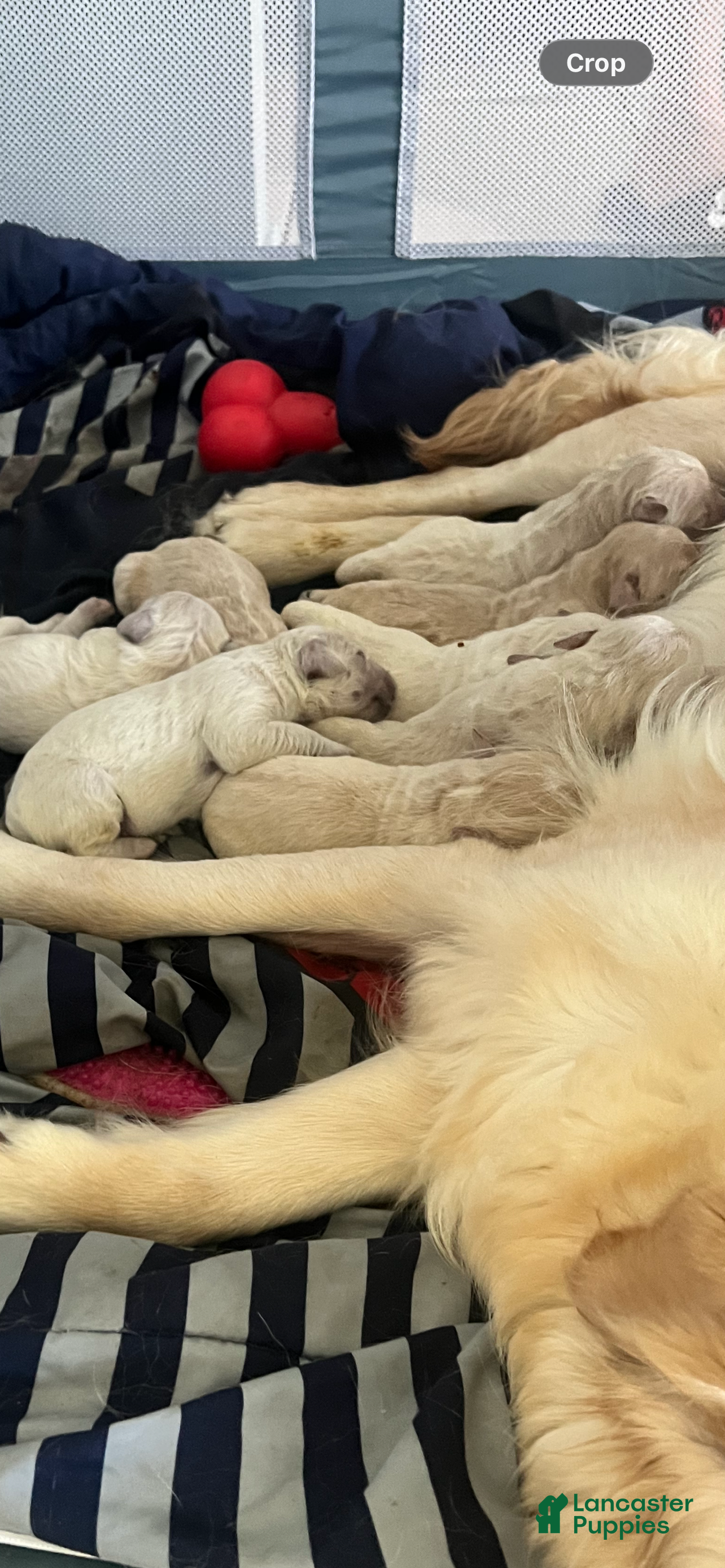 Goldendoodle dogs Goldendoodle 5 - Ad 29