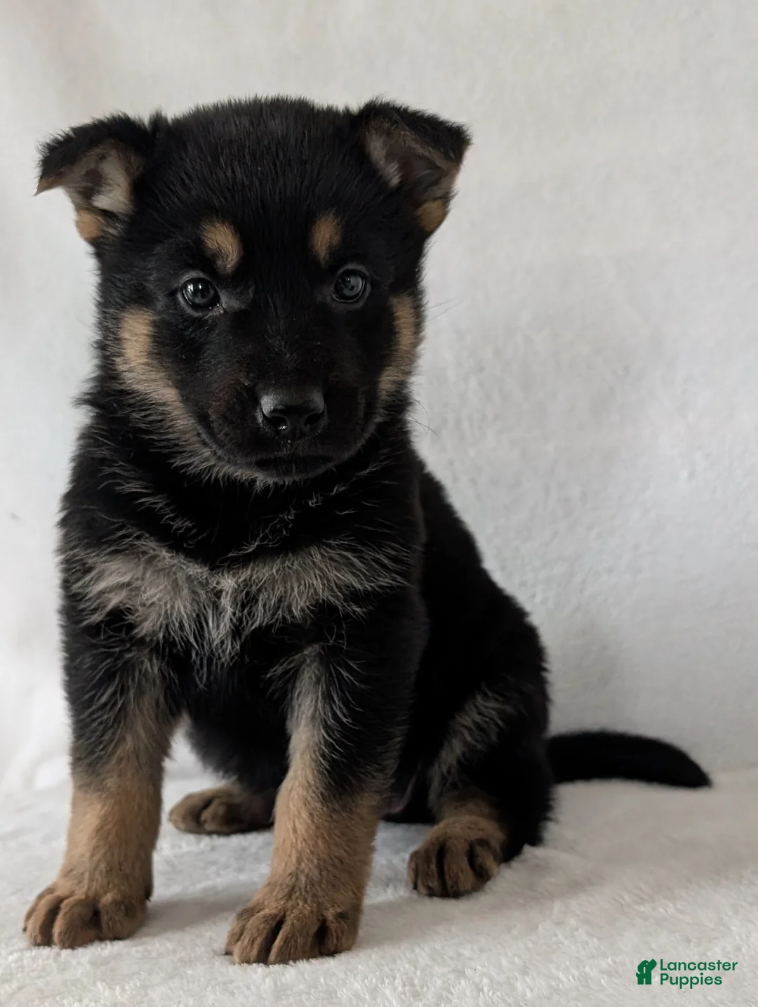 German Shepherd dogs for sale: Lucy - Ad 2
