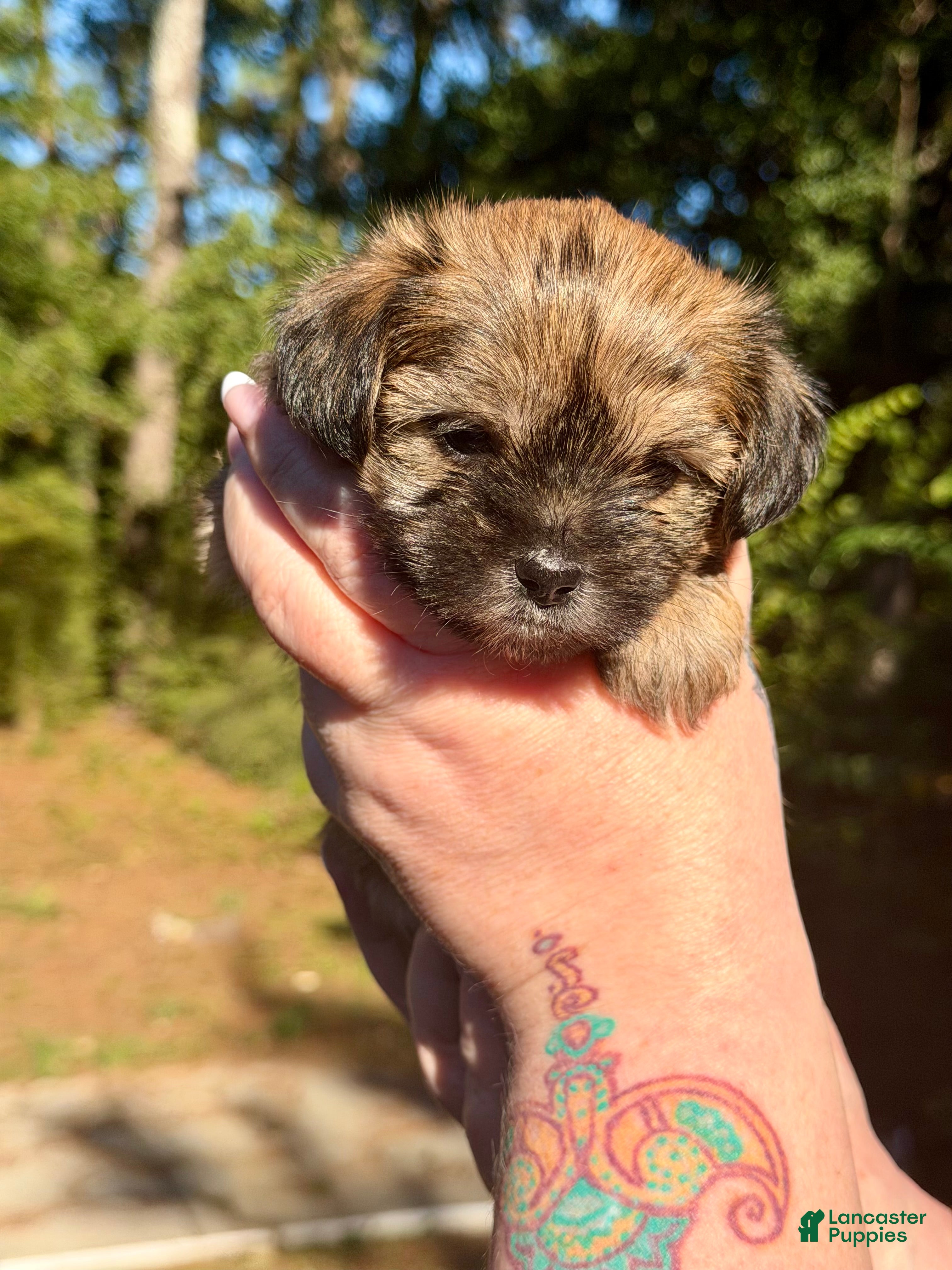Shorkie dogs Maple - Ad 2