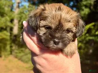 Shorkie dogs Maple - Ad 2
