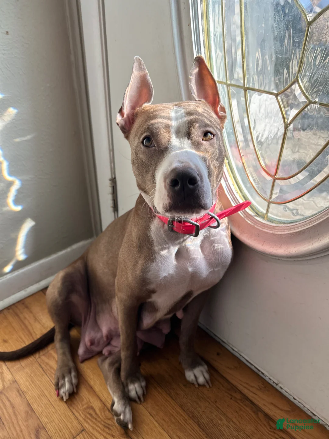 Mixed Breed dogs for sale: Mixed Breed Puppy 1 - Ad 2