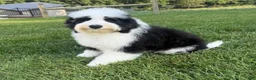 Mini Bernedoodle dogs for sale: Emmitt - Ad 1
