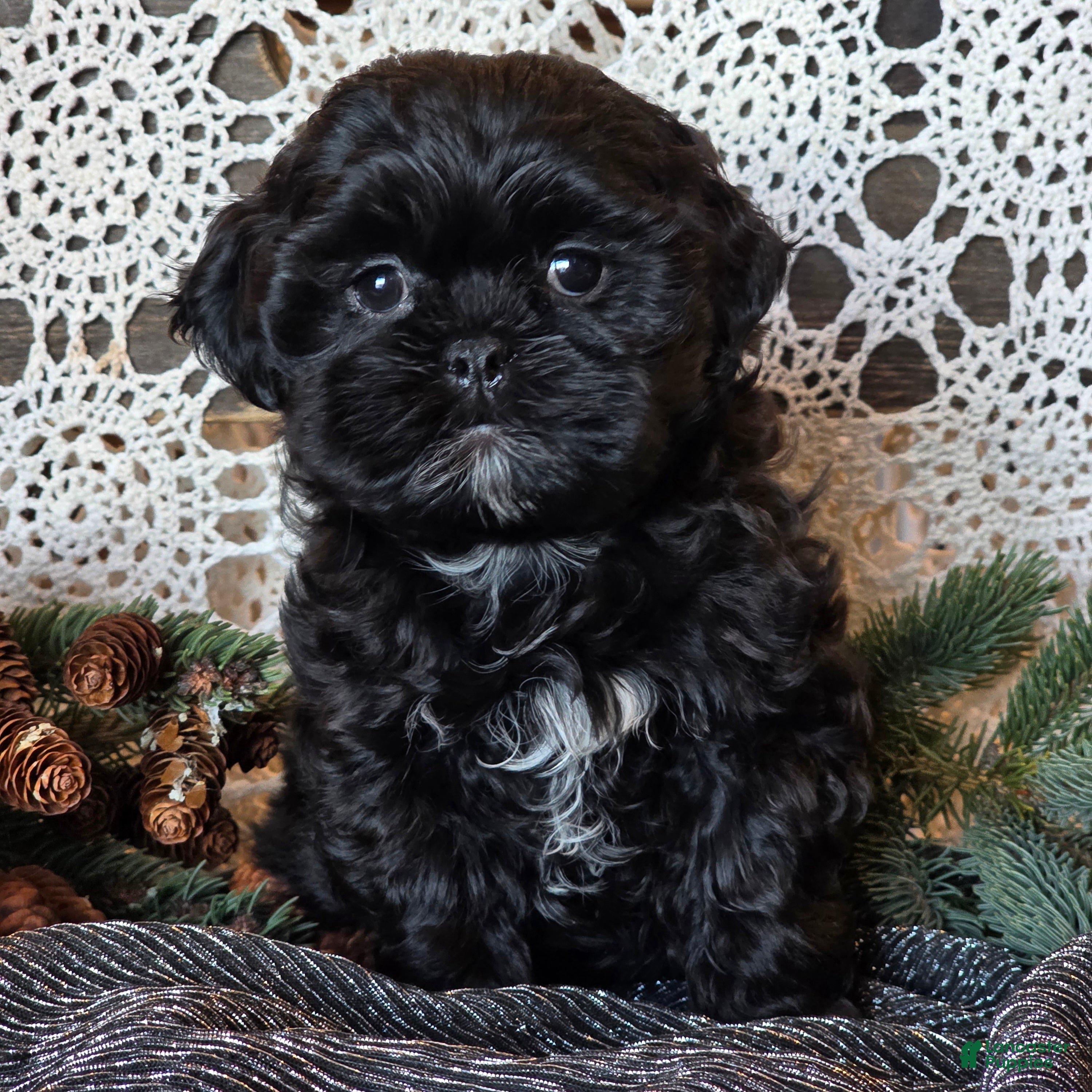 Shihpoo dogs Johnny - Ad 29