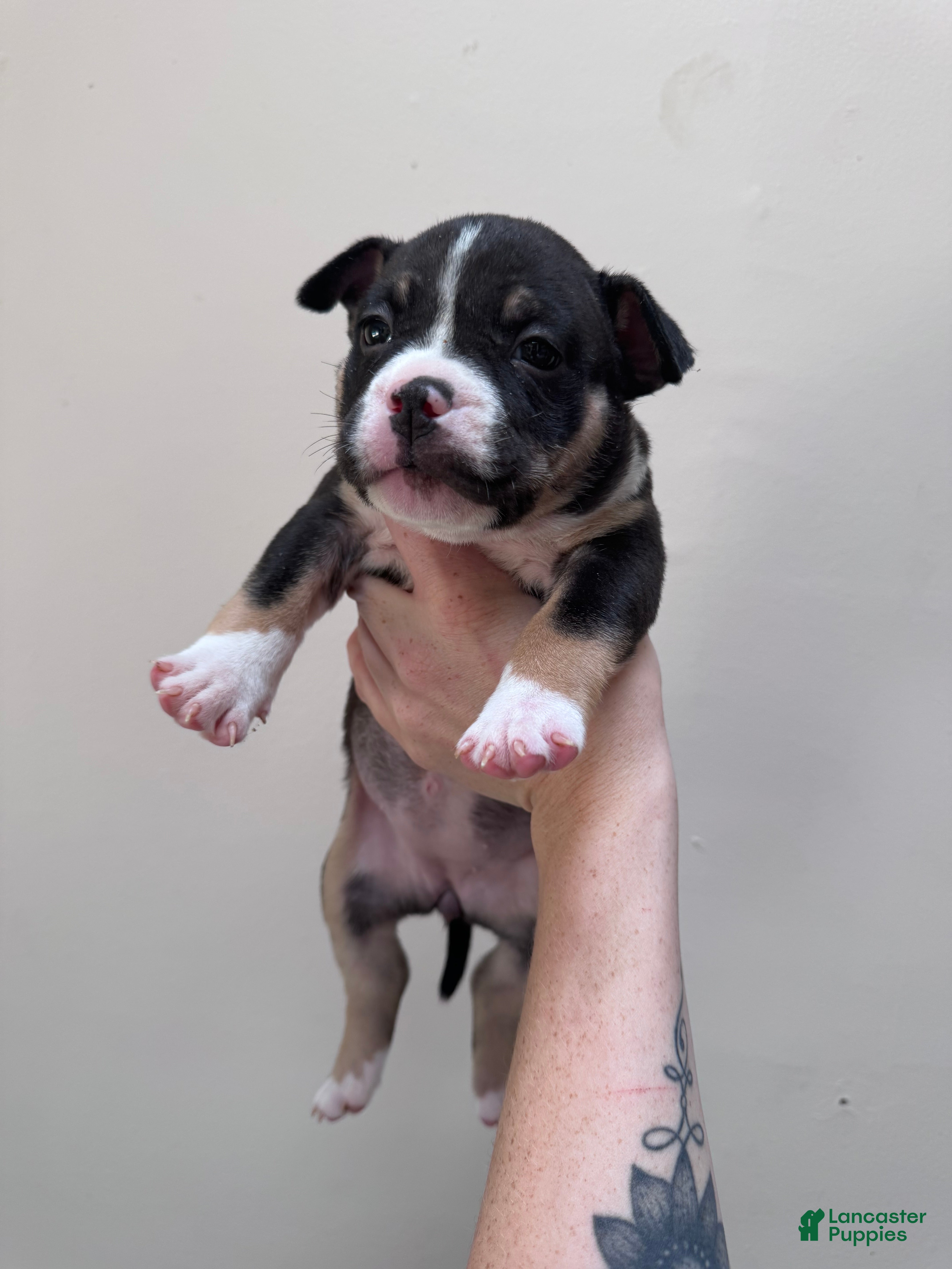 American Bully dogs Female 3 - Ad 22