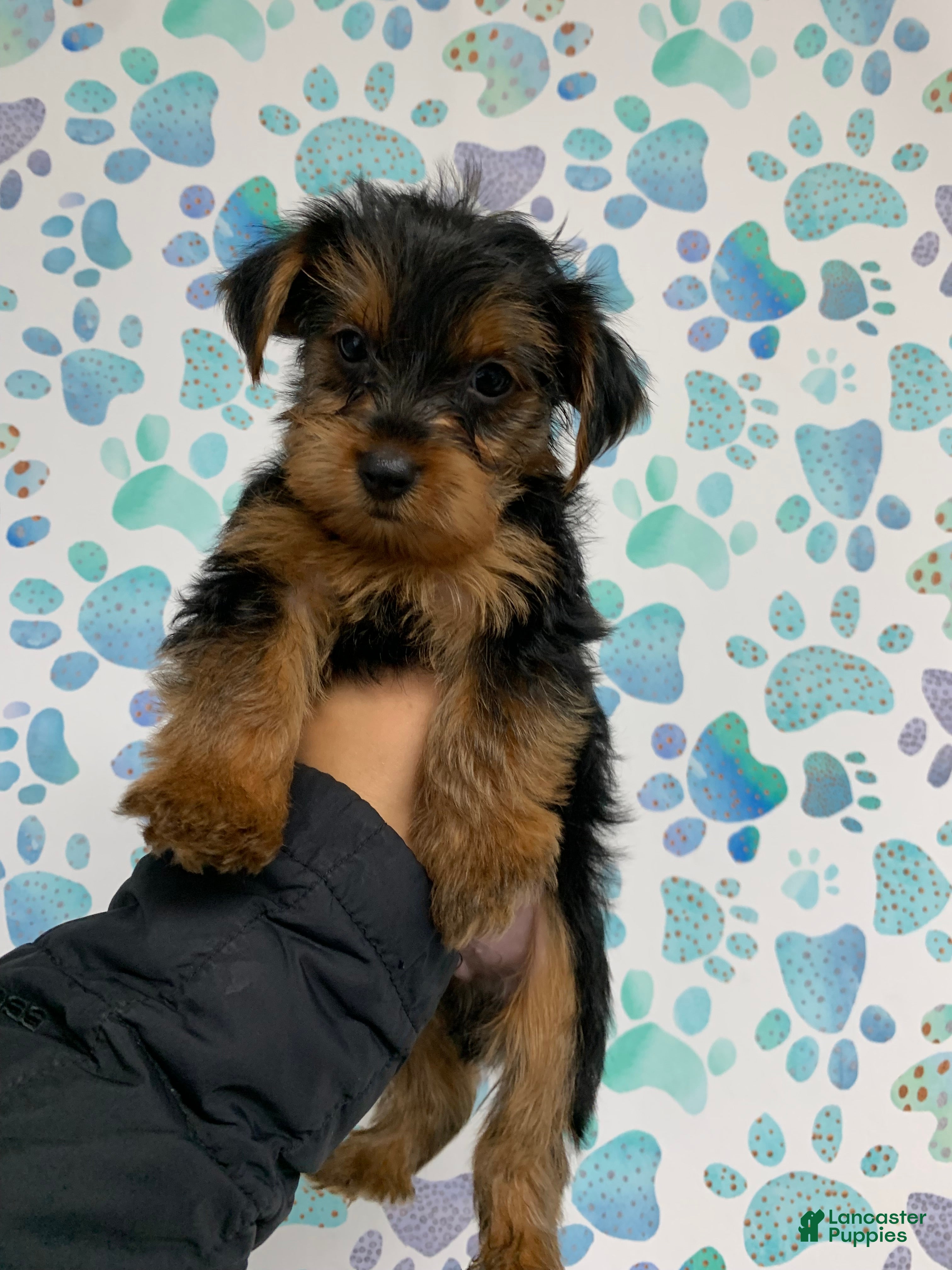 Yorkshire Terrier dogs Ace - Ad 30