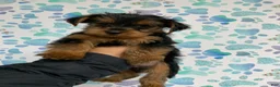 Yorkshire Terrier dogs for sale: Ace - Ad 1