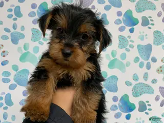 Yorkshire Terrier dogs Ace - Ad 30