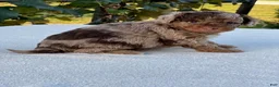 Aussiedoodle dogs for sale: Hazel Miniature Aussiedoodle  - Ad 3