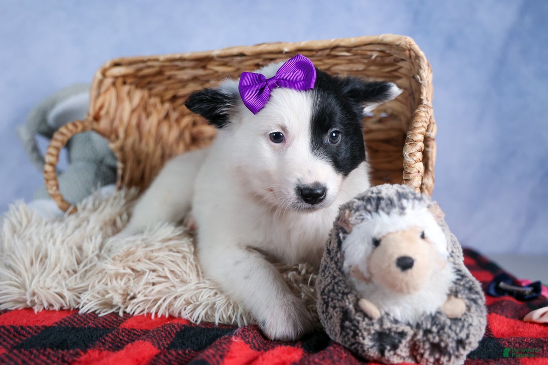 Mixed Breed dogs for sale: DAISY - Ad 3