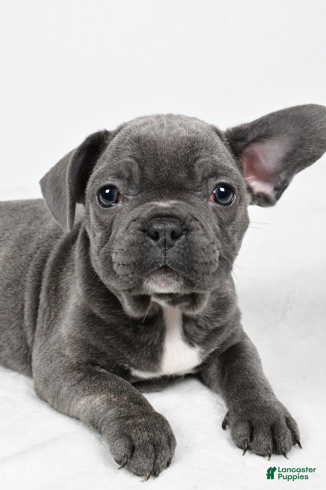 Mixed Breed dogs for sale: Randy - Ad 2