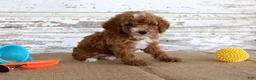 Toy Poodle dogs for sale: Teddy - Ad 3