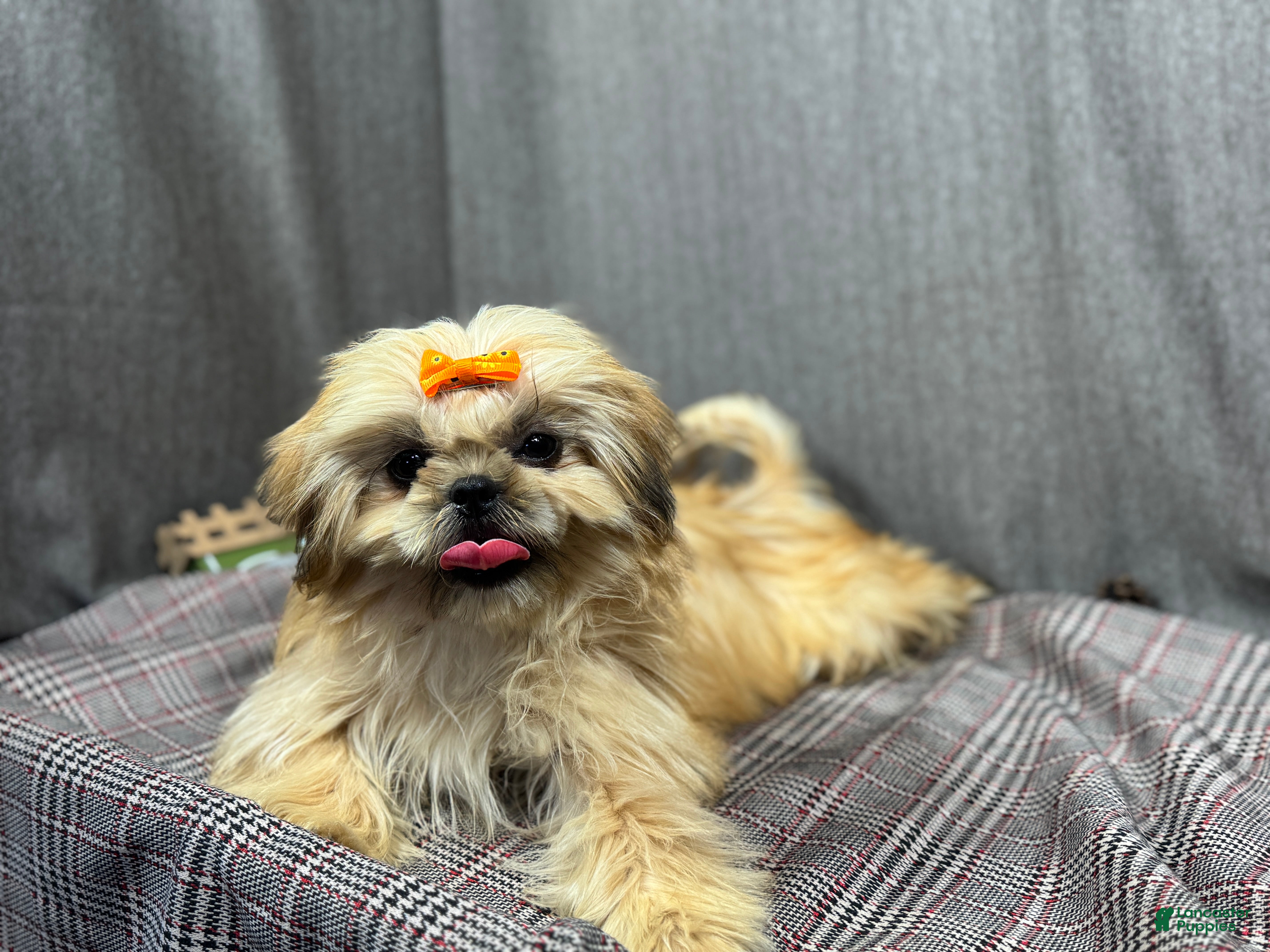 Shih Tzu dogs Shih Tzu Puppy 1 - Ad 8