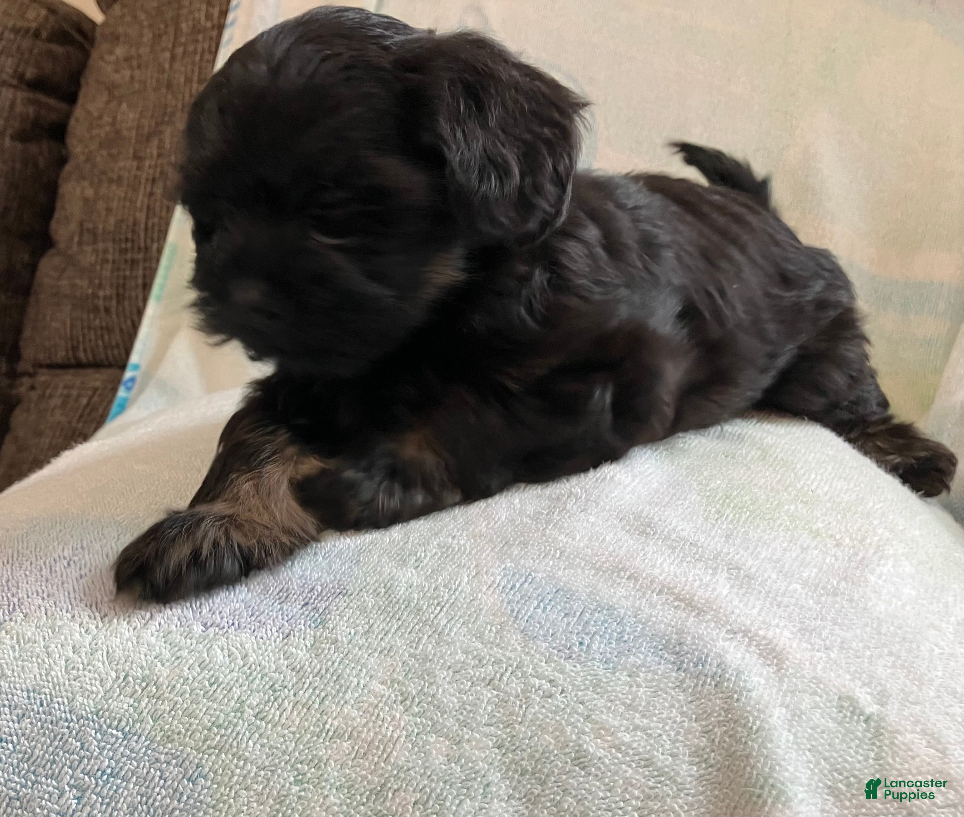 Shihpoo dogs Mandy - Ad 2