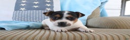Jack Russell Terrier dogs for sale: Sailor - Ad 2
