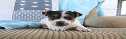Jack Russell Terrier dogs for sale: Sailor - Ad 2