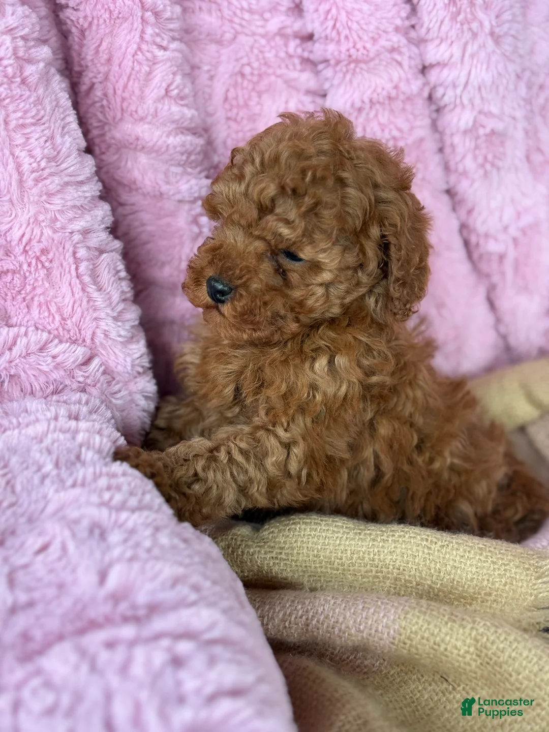 Toy Poodle dogs for sale: Nellie - Ad 2