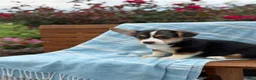 Welsh Corgi Pembroke dogs for sale: Jett - Ad 13