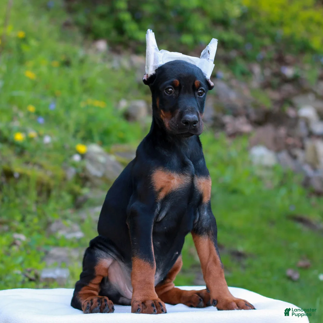 Doberman Pinscher dogs for sale: Arielle  - Ad 2