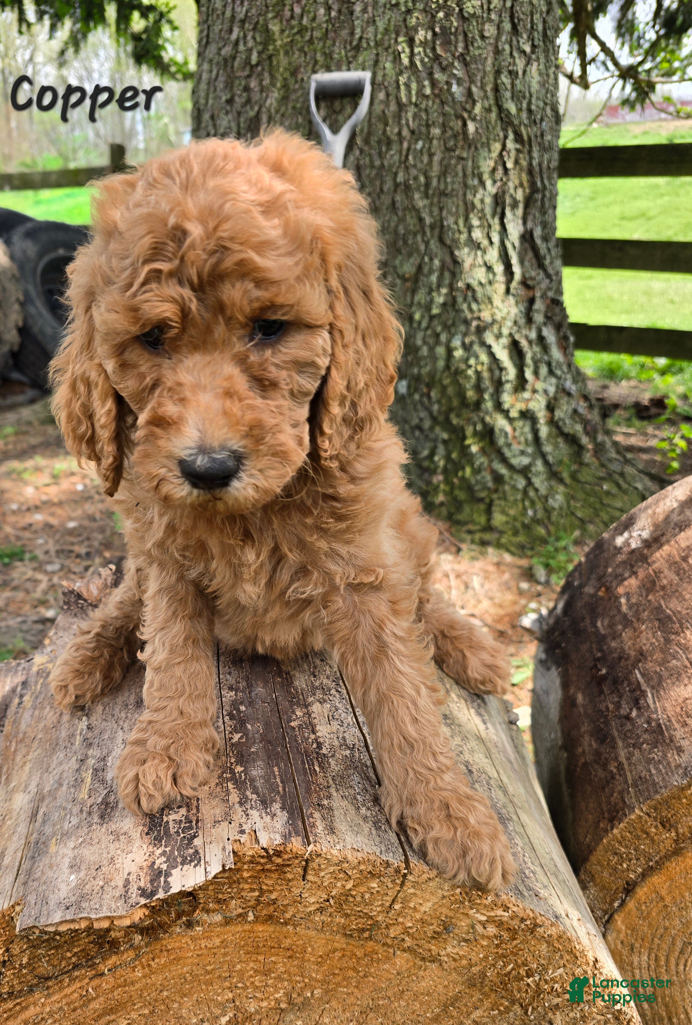 Goldendoodle dogs Goldendoodle Puppy 7 - Ad 3