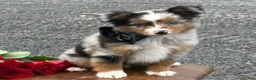 Toy Australian Shepherd dogs for sale: Tucker  - Ad 2