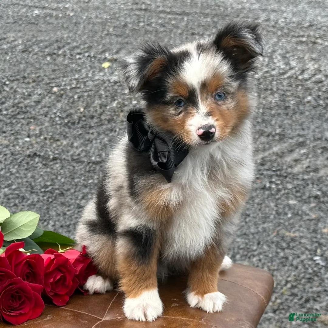 Toy Australian Shepherd dogs for sale: Tucker  - Ad 2