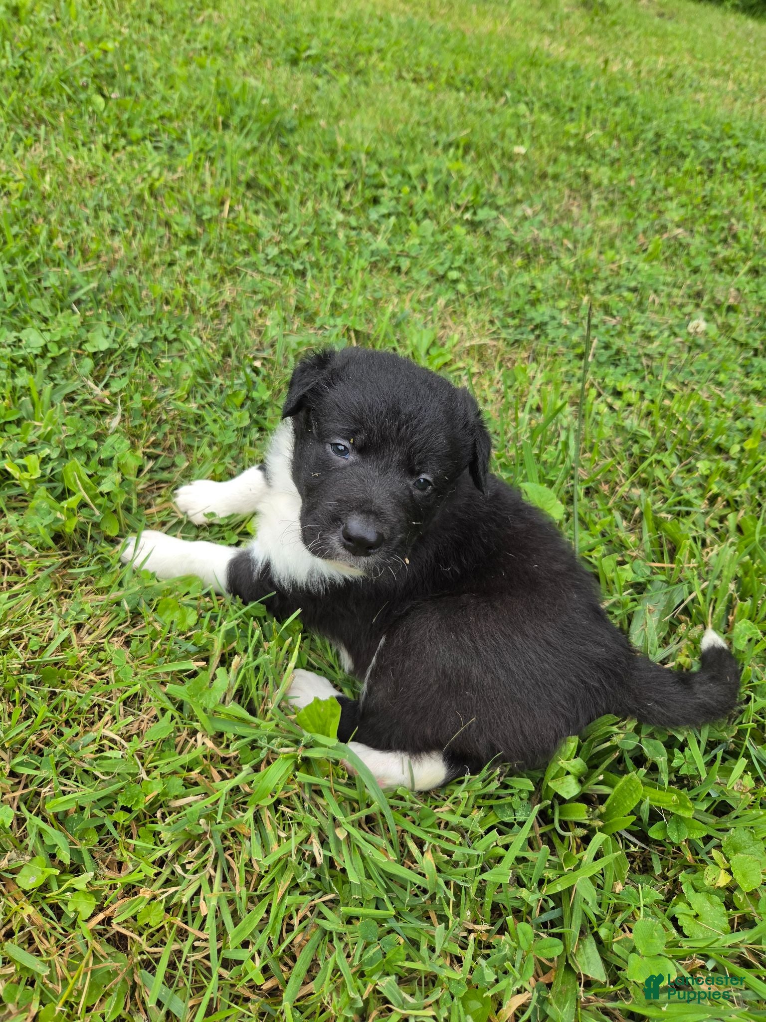 Border Collie dogs Border Collie 1 - Ad 1