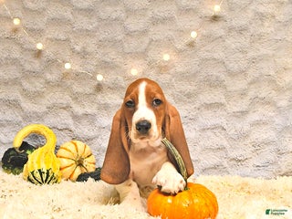 Basset Hound dogs - Ad 25