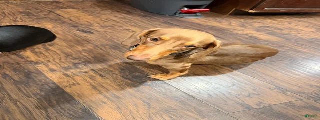 Ryder