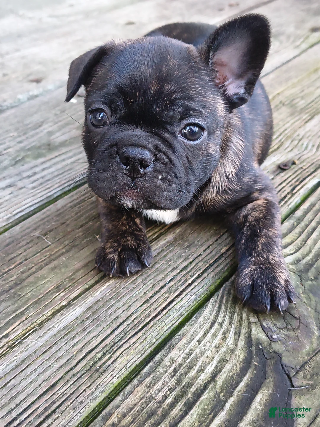 Frenchton dogs for sale: Frenchton Puppy 2 - Ad 1