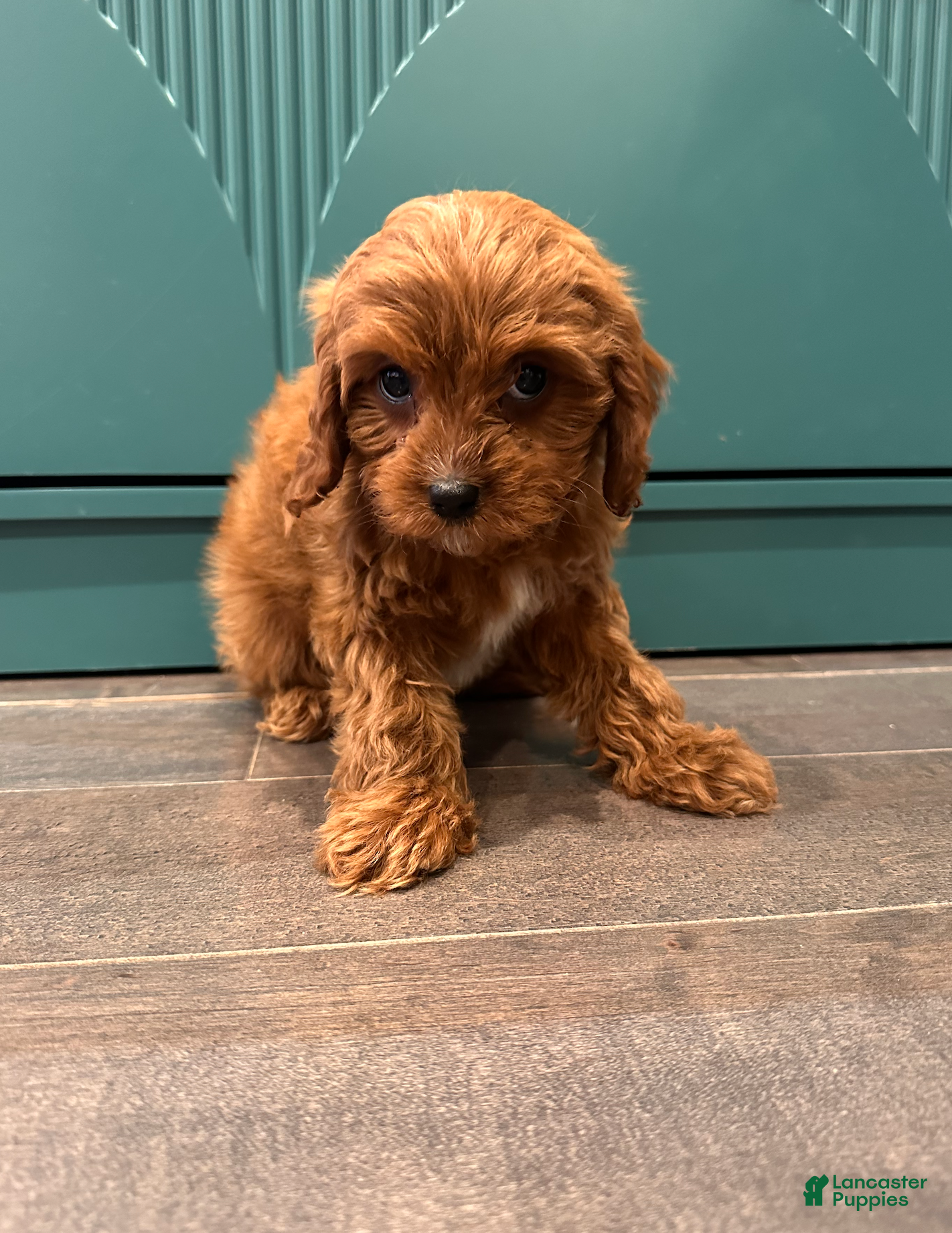 Cavapoo dogs Pearl- POTTY TRAINING and CRATE TRAINED - Ad 2