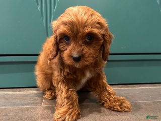 Cavapoo dogs Pearl- POTTY TRAINING and CRATE TRAINED - Ad 16