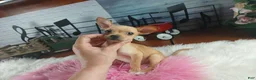 Chihuahua dogs for sale: Light fawn girl chi. Hand delivery  - Ad 7