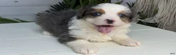 Mini Bernedoodle dogs for sale: Buttons - Ad 3