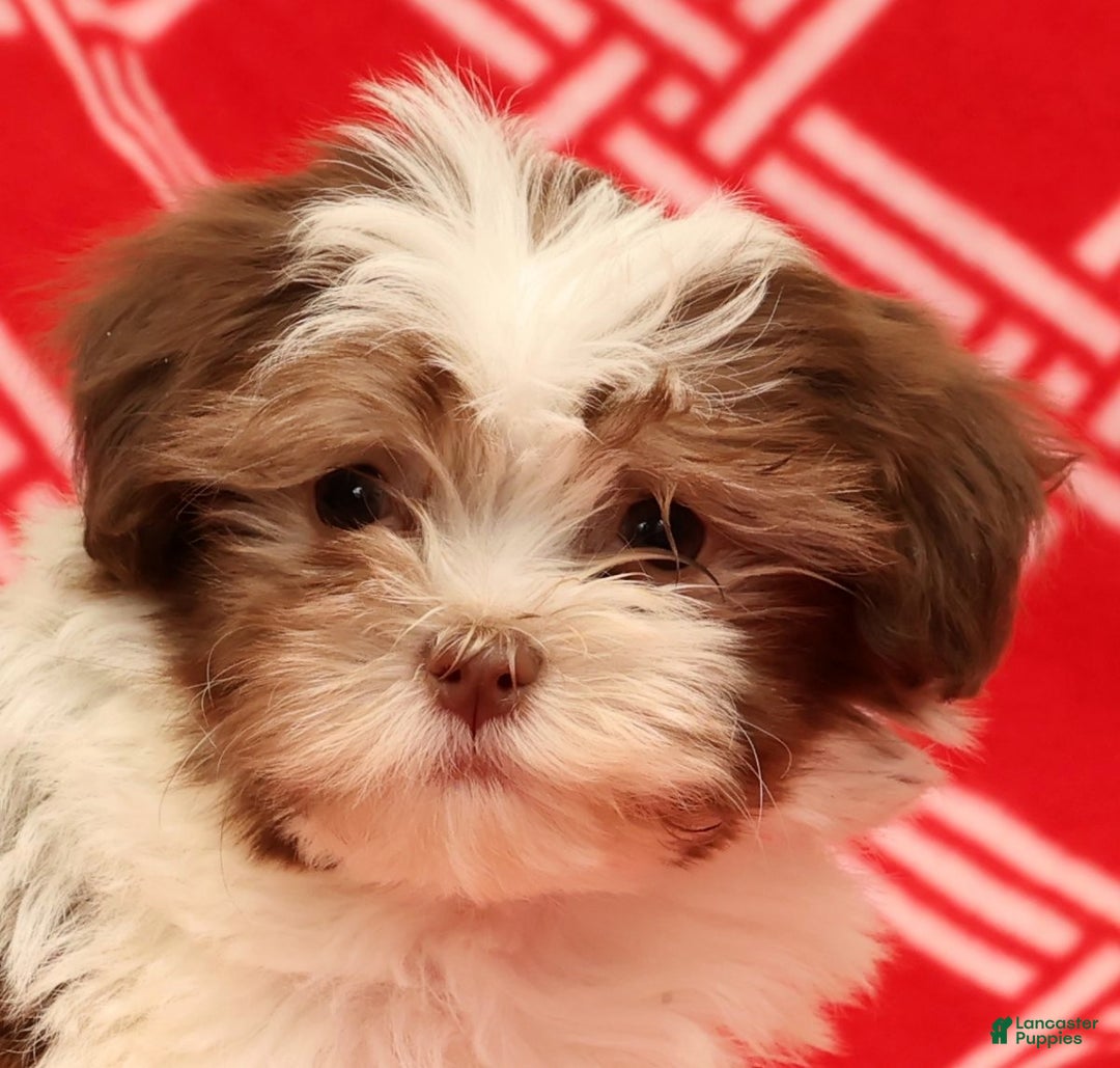 Havanese dogs for sale: BJ - Ad 9
