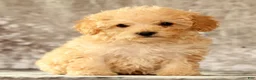 Yorkiepoo dogs for sale: Lincoln - Ad 8