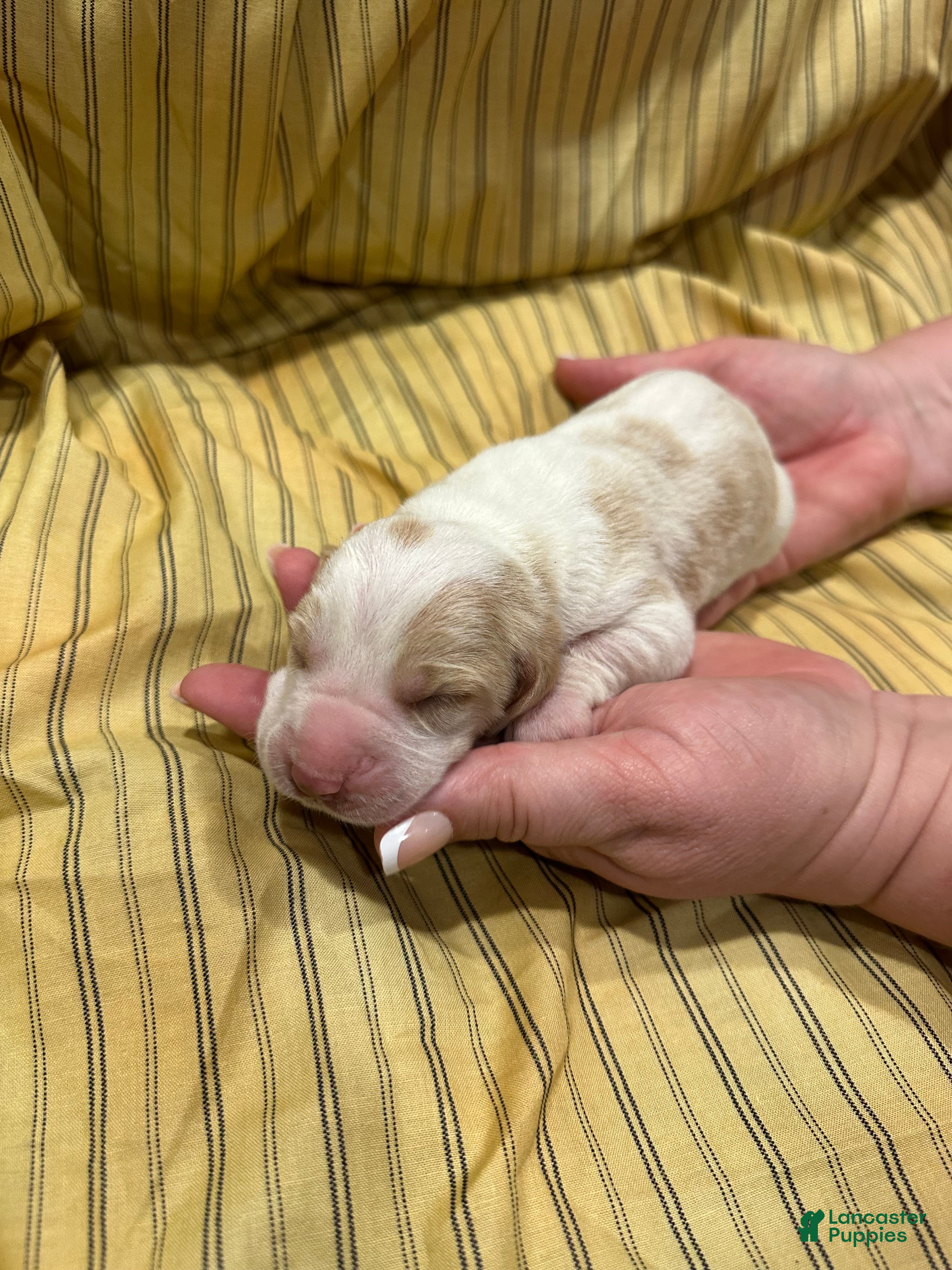 Basset Hound dogs Boy 1 - Ad 1