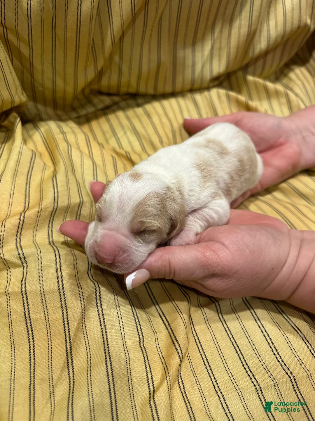 Basset Hound dogs for sale: Boy 1 - Ad 1