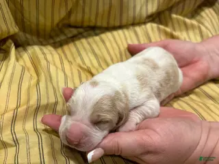 Basset Hound dogs Boy 1 - Ad 1