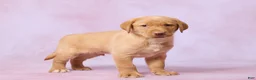 Labrador Retriever dogs for sale: Houston - Ad 4