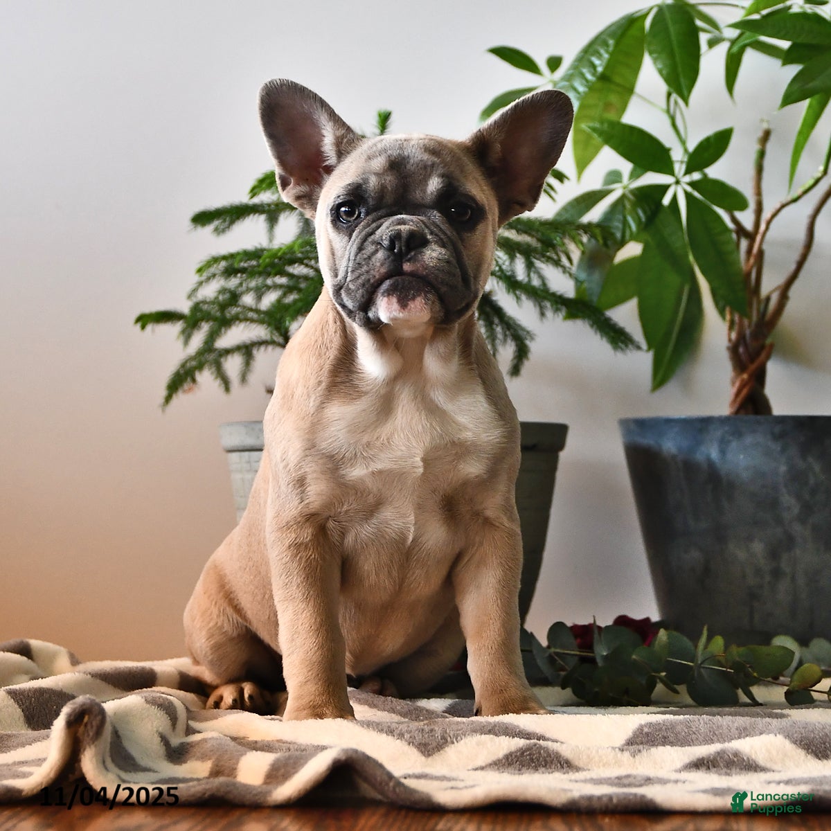 French Bulldog dogs Tia - Ad 10