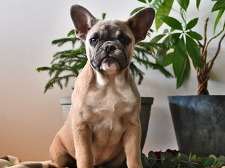 French Bulldog dogs - Ad 5
