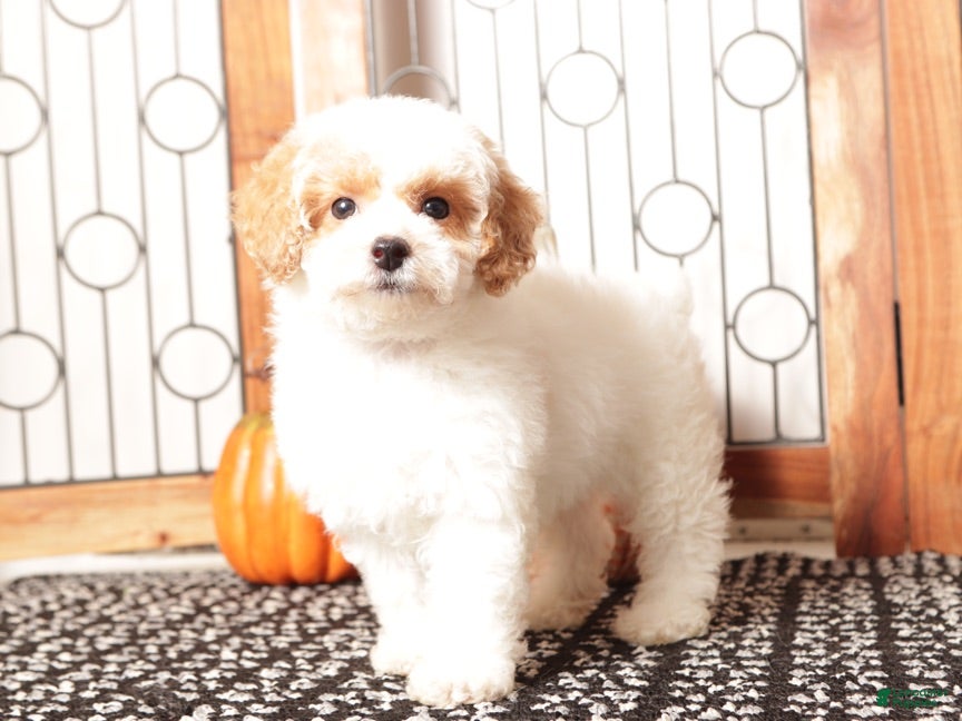 Toy Poodle dogs Olly - ACA Male Toy Poodle - Ad 5