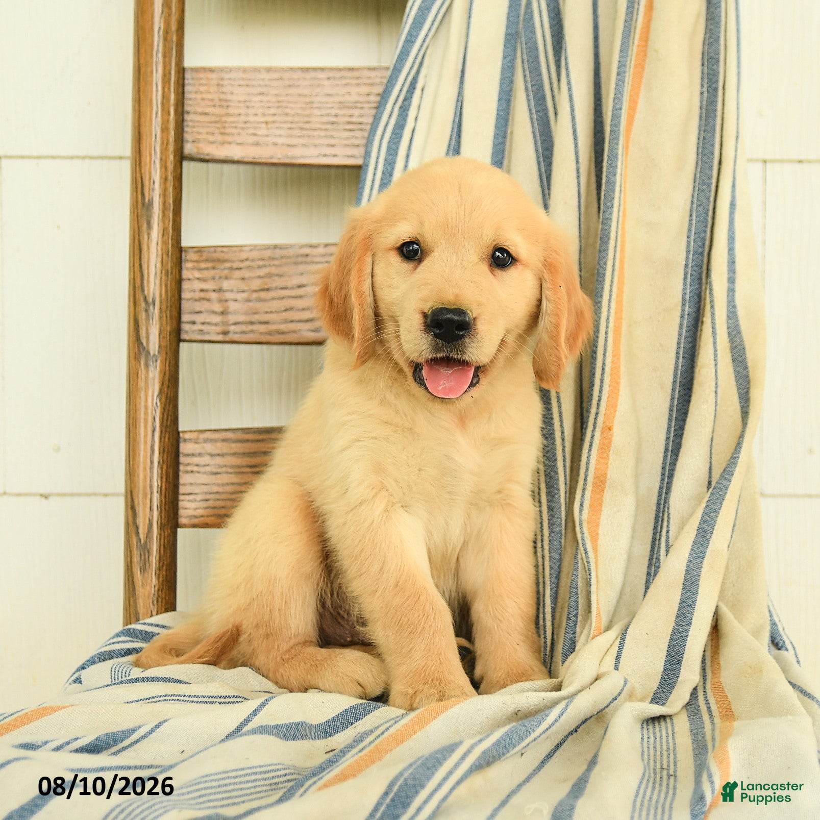 Golden Retriever dogs Justus - Ad 1