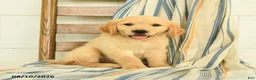 Golden Retriever dogs for sale: Justus - Ad 1