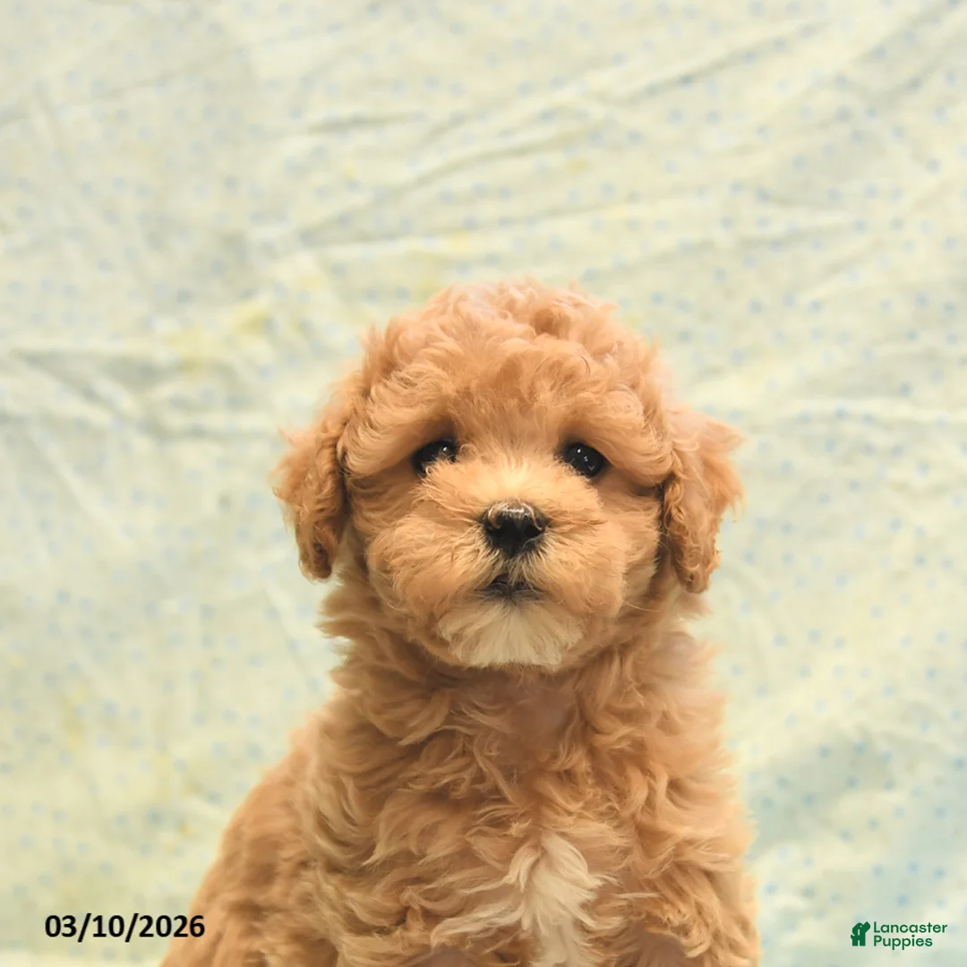 Havapoo dogs for sale: Peggy - Ad 5