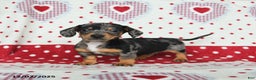 Miniature Dachshund dogs for sale: Winston - Ad 1
