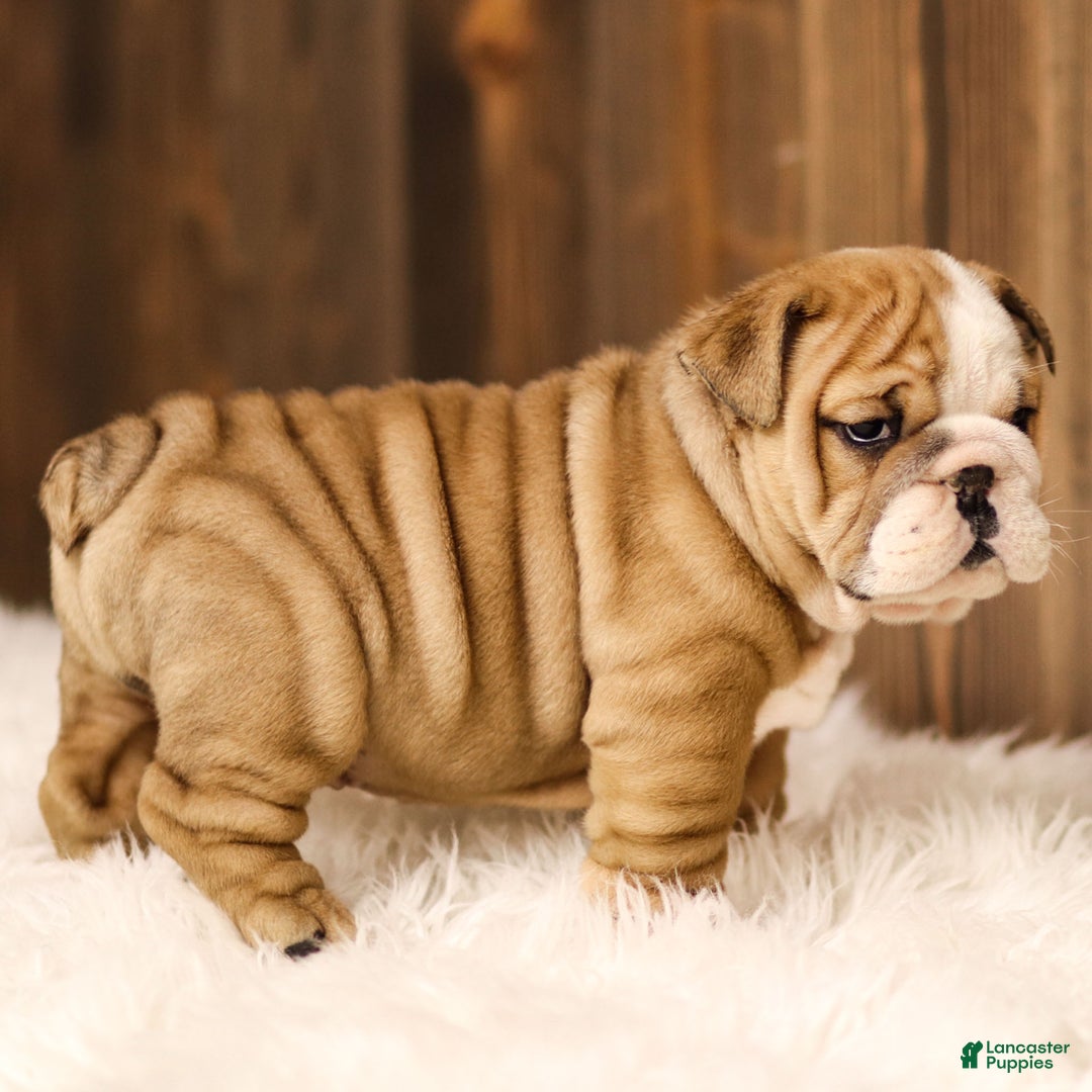 English Bulldog dogs for sale: Rudolph - Ad 2